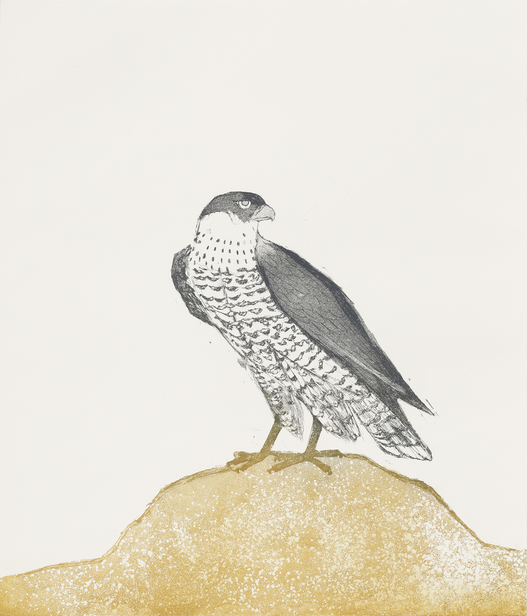 Elisabeth Frink. Peregrine Falcon, from Birds of Prey, 1974. Etching and aquatint on paper, 42/50