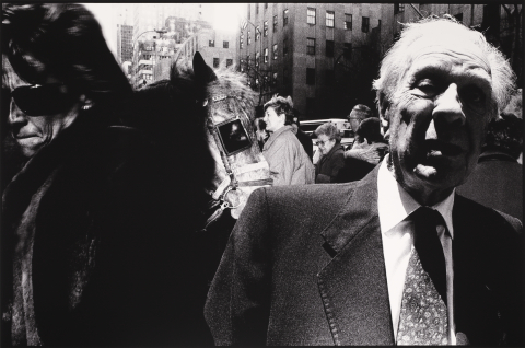 Borges on 5th Avenue (New York, New York, USA)