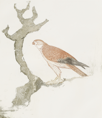 Elisabeth Frink. Kestrel, from Birds of Prey, 1974. Etching and aquatint on paper, 29/50.