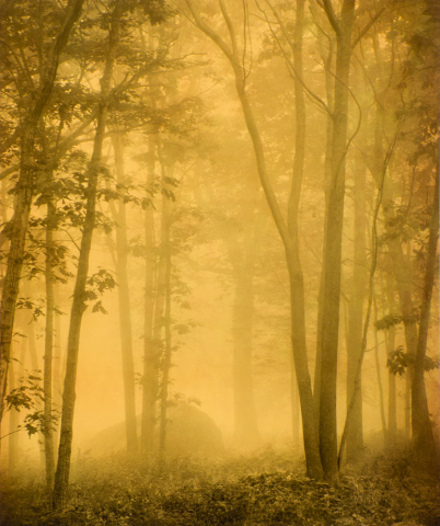 "Trees & Stone, from Trees and the Alchemy of Light "